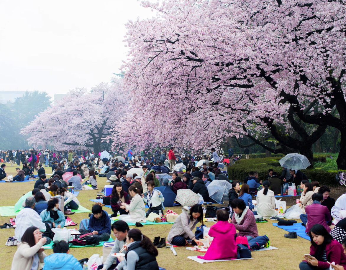 The Ultimate Hanami Picnic Greeting Guide: 12 Captivating Ways to Celebrate